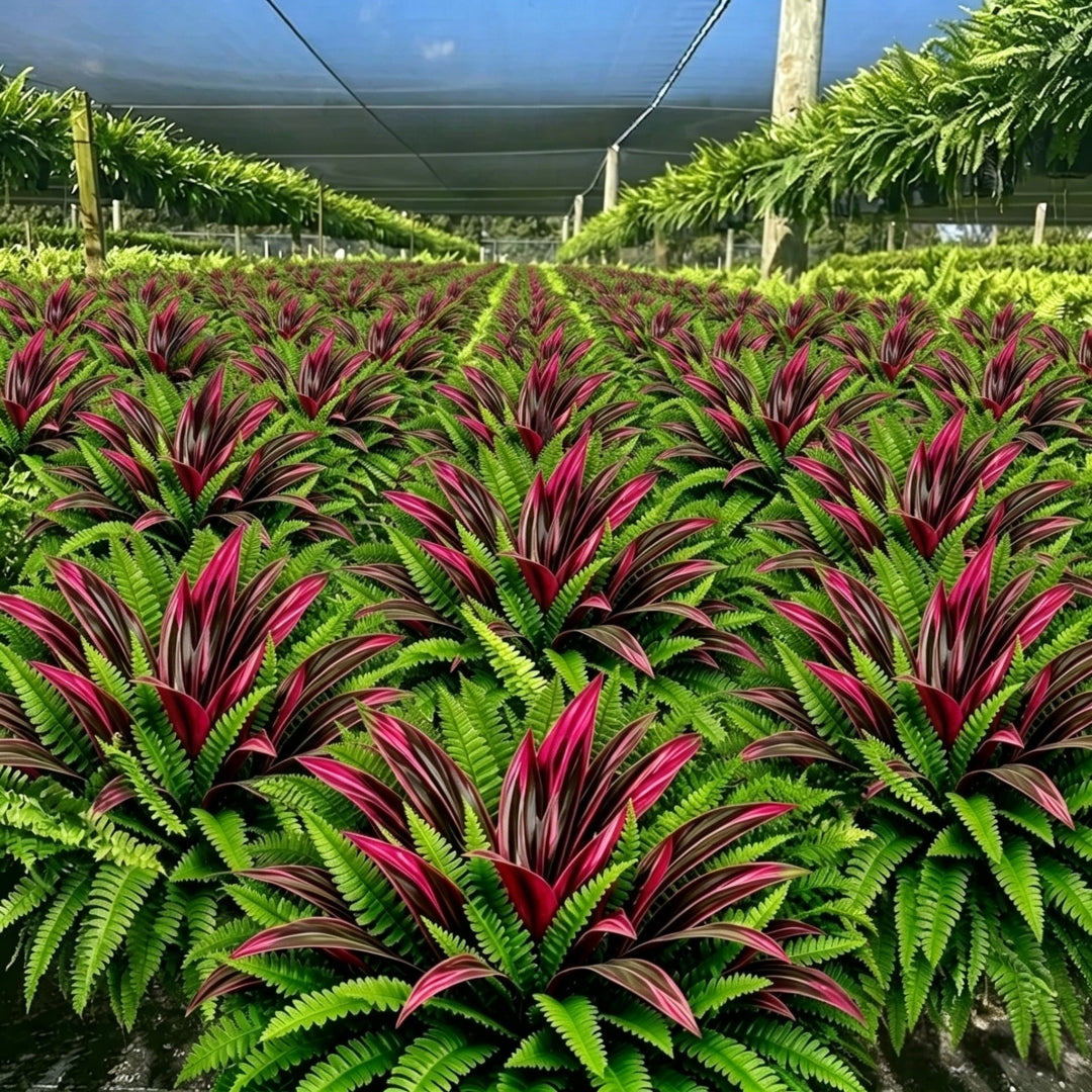 UV-Resistant Artificial Fern & Red Dracaena Decorative Plants â Full, Lush & Fade-Resistant!